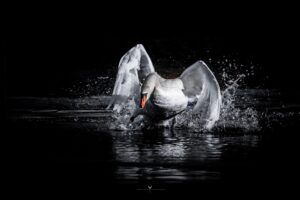 IMG 8063 300x200
