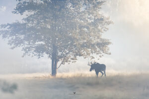 IMG 4394 Kopia 300x200